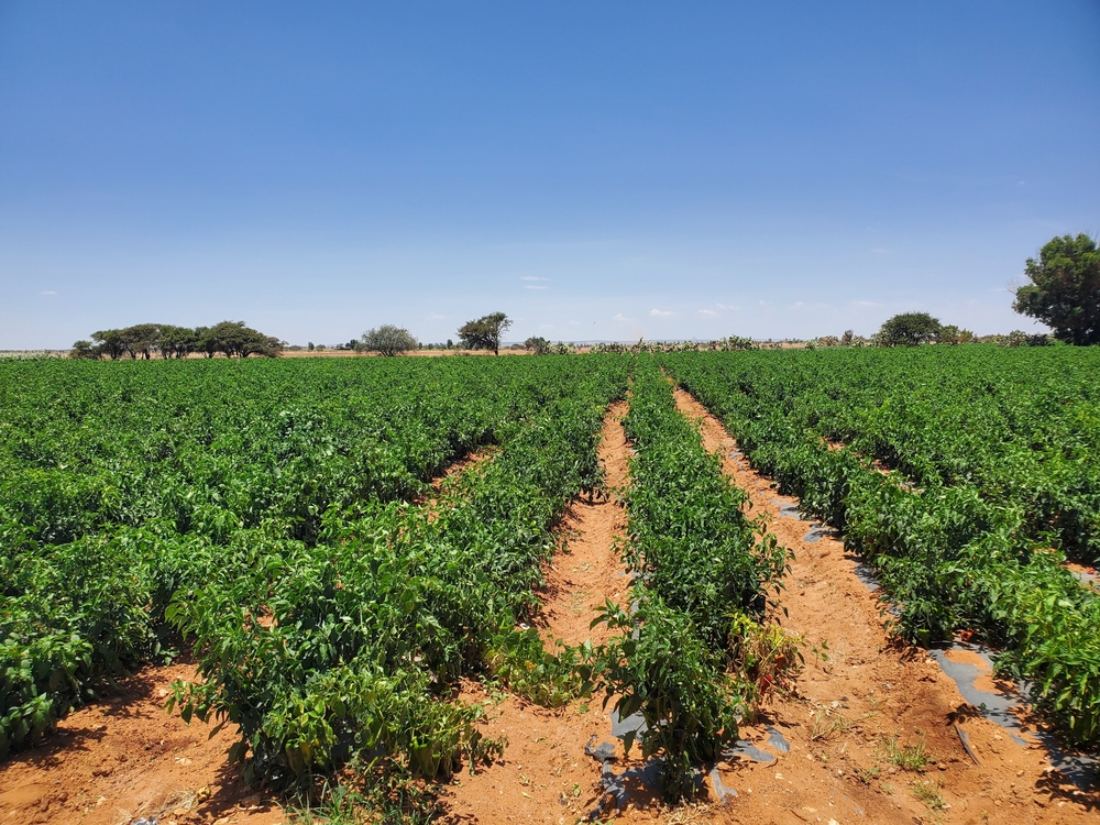  نبذة عن الشركة 