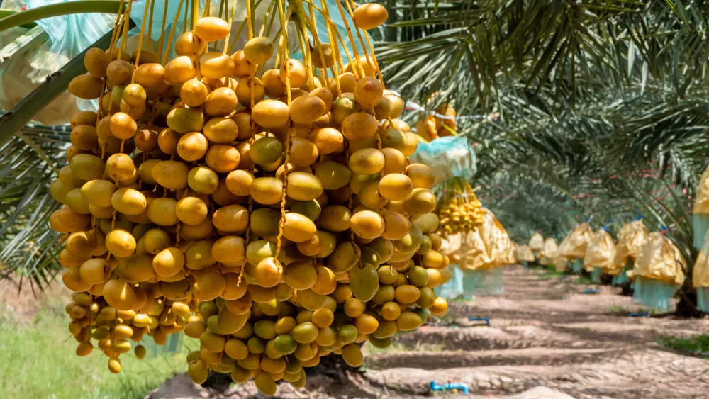                         5 خطوات أساسية لتصبح مليونيراً فى سنة واحدة
                    