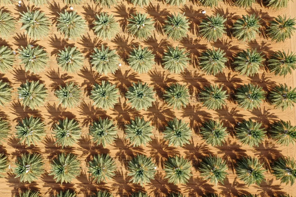                                         خدمة الاستثمار الزراعي (مزارع غرام)
                                        